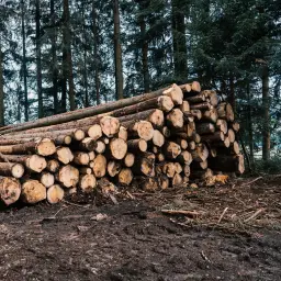 Forestry
